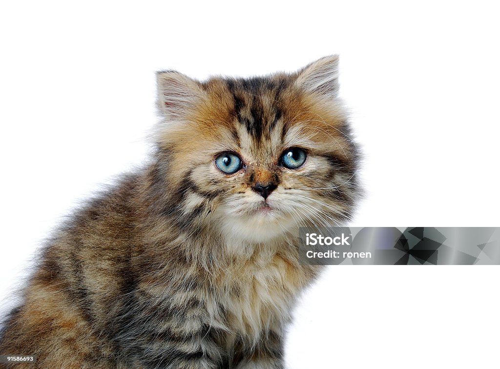 Kitten portrait  Animal Stock Photo