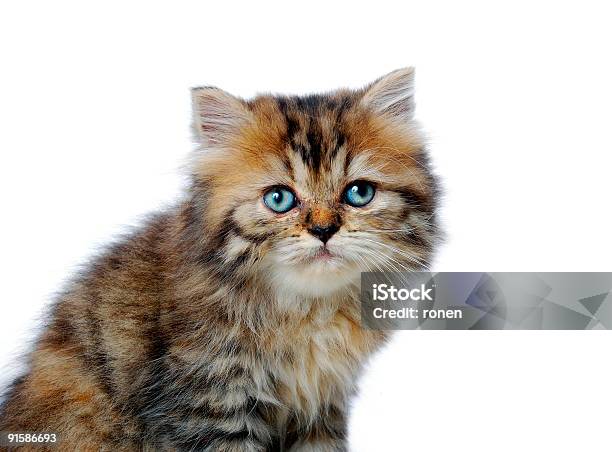 Kitten Portrait Stock Photo - Download Image Now - Animal, Animal Nose, Animal Whisker