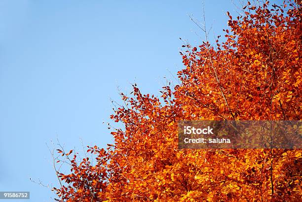 Orange Blätter Herbst Stockfoto und mehr Bilder von Abstrakt - Abstrakt, Ast - Pflanzenbestandteil, Baum