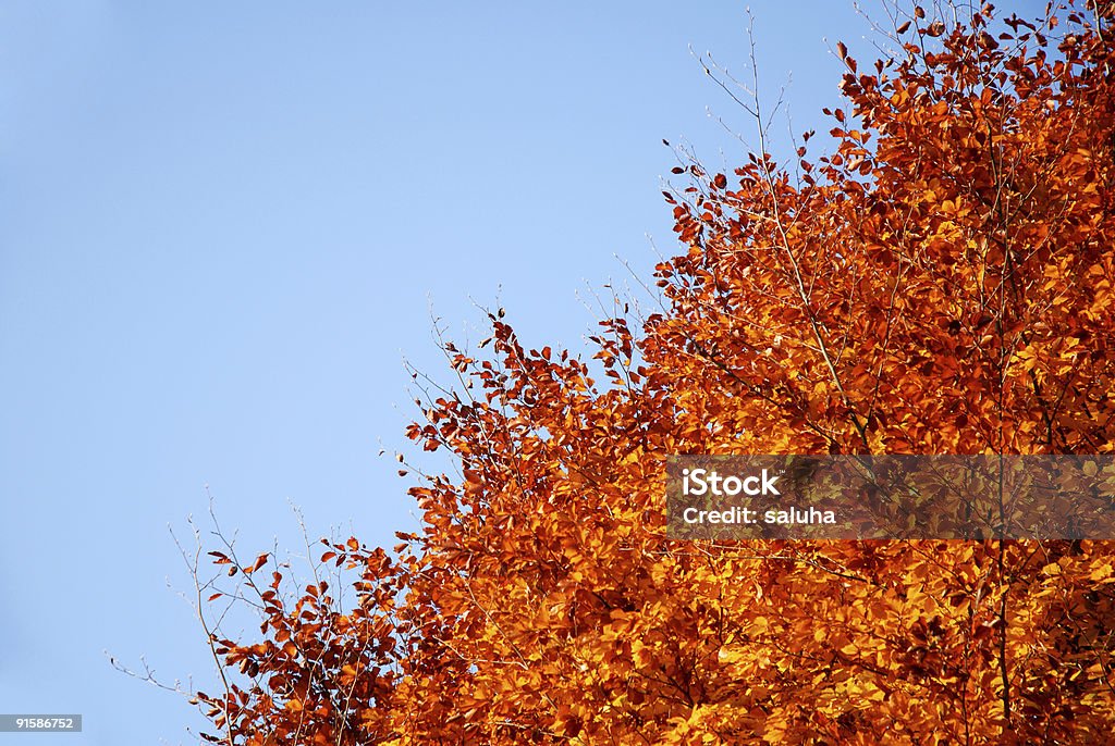 Arancio foglie di autunno - Foto stock royalty-free di Acero giapponese