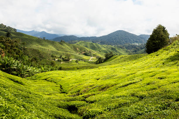 istock Tea farm at Cameron Highland Malaysia 915867576