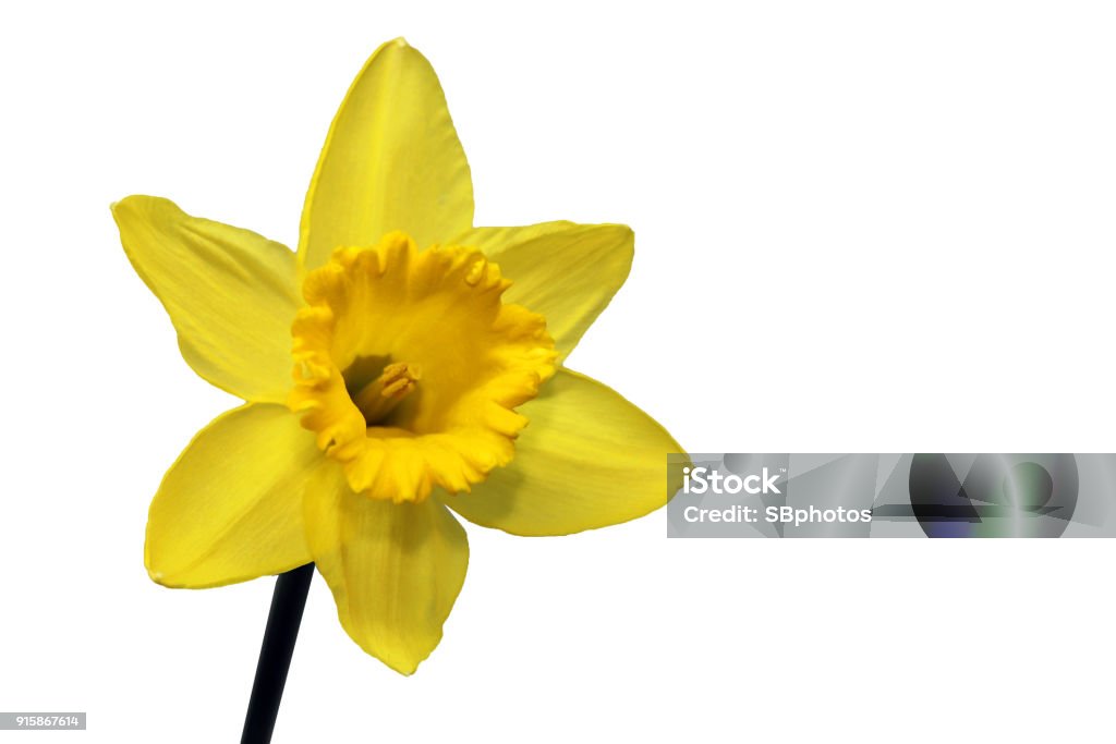 Yellow Daffodil Isolated on White Background Closeup of yellow daffodil head, isolated on white background with copy space Daffodil Stock Photo