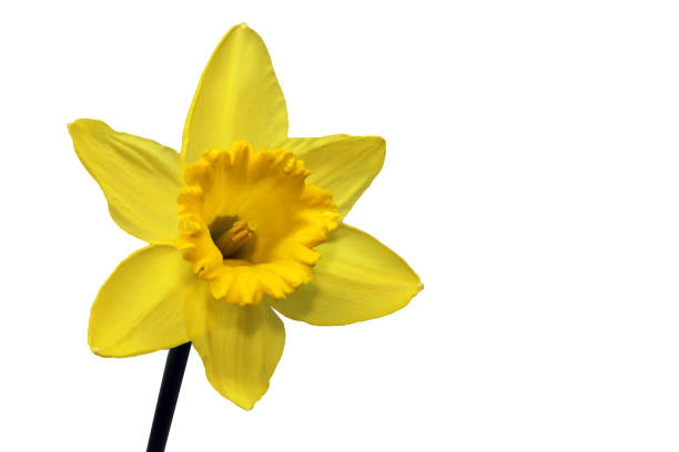 narciso amarelo, isolado no fundo branco - daffodil bouquet isolated on white petal - fotografias e filmes do acervo