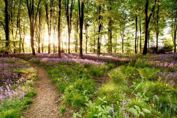 Bluebell woods with birds flocking Bluebell woods with birds flocking through the trees duing early morning sunrise. Magical forest with paths leading through the beautiful flowers in spring time. bluebell photos stock pictures, royalty-free photos & images