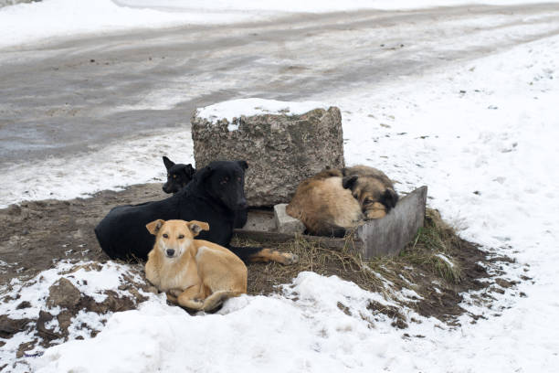 istock Group of stray dogs 915870648