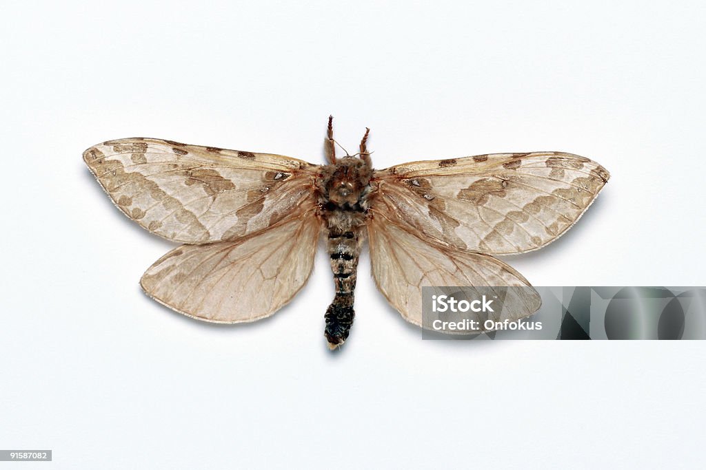 Sphynx ночь бабочка, изолированные на белом фоне - Стоковые фото Бабочка роялти-фри