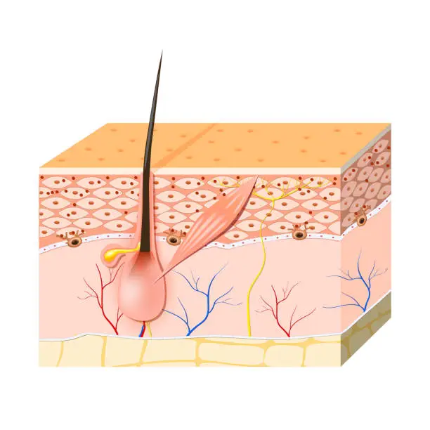 Vector illustration of skin cells. Melanin, and melanocyte.