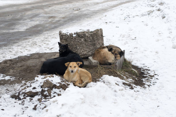 istock Group of stray dogs 915871032