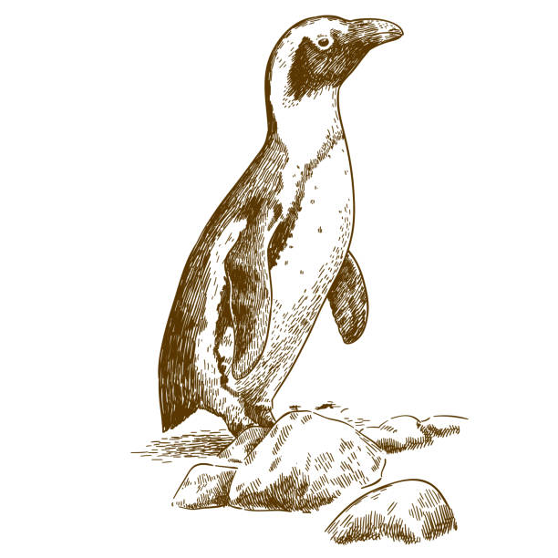 ilustraciones, imágenes clip art, dibujos animados e iconos de stock de grabado dibujo ilustración de pingüino de humboldt - penguin humboldt penguin bird sea bird