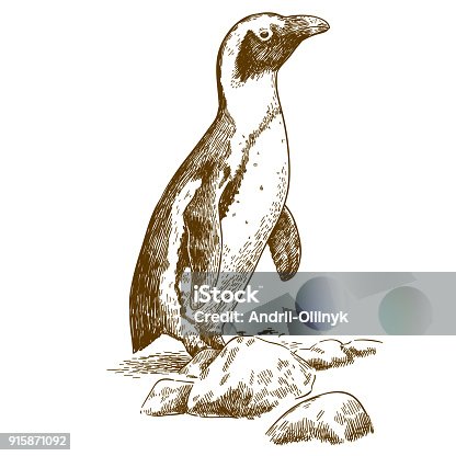 1,434 Animal Penguin Animal Themes Sketch Illustrations & Clip Art - iStock