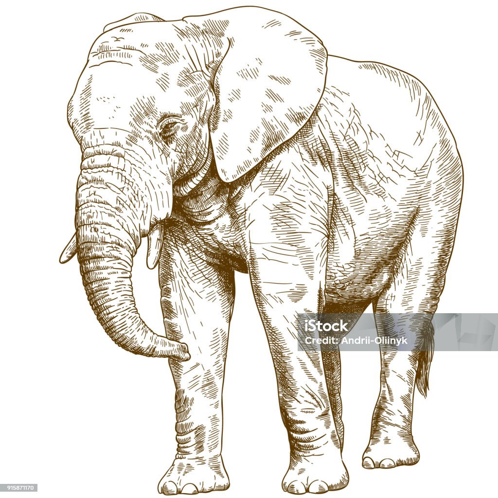 engraving drawing illustration of big elephant Vector antique engraving drawing illustration of big elephant isolated on white background Elephant stock vector