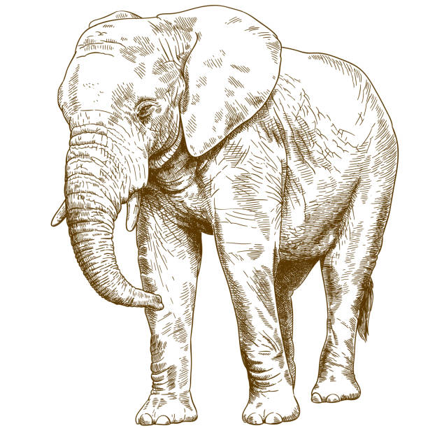 engraving drawing illustration of big elephant Vector antique engraving drawing illustration of big elephant isolated on white background elephant drawings stock illustrations