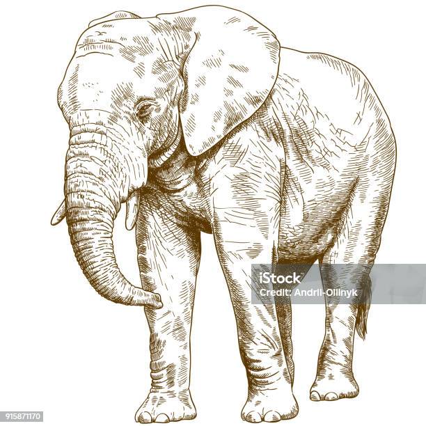 Engraving Drawing Illustration Of Big Elephant Stock Illustration - Download Image Now - Elephant, Illustration, Engraving