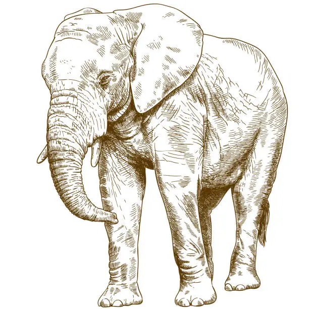 Vector illustration of engraving drawing illustration of big elephant