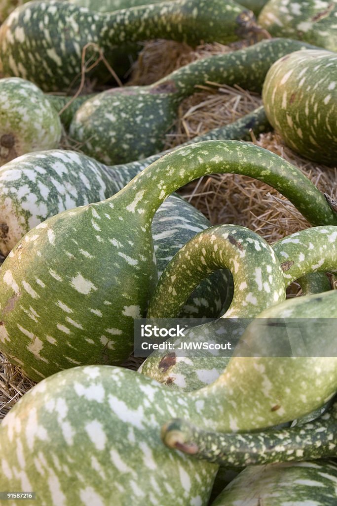 Gourds - Foto de stock de Agricultura libre de derechos