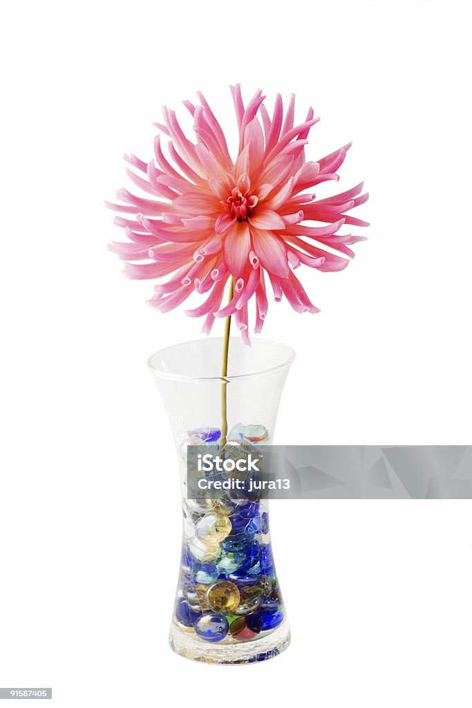 Pink dahlia.  Backgrounds Stock Photo