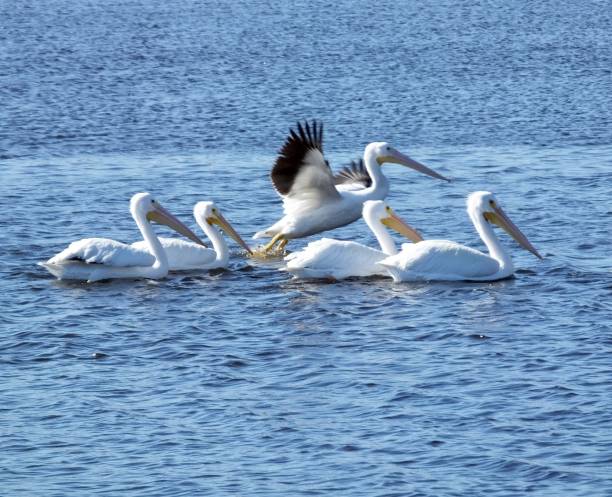 istock American White Pelican (Pelecanus erythrorhynchos) 915874492