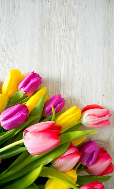 istock colorful tulips on wooden surface 915874550