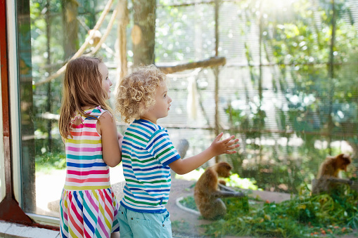 Little boy and girl watch funny macaque monkeys on day trip to a zoo. Kids watching wild animals at wildlife safari park. Children feed monkey. Kid with pet animal. Child looking at macaques.