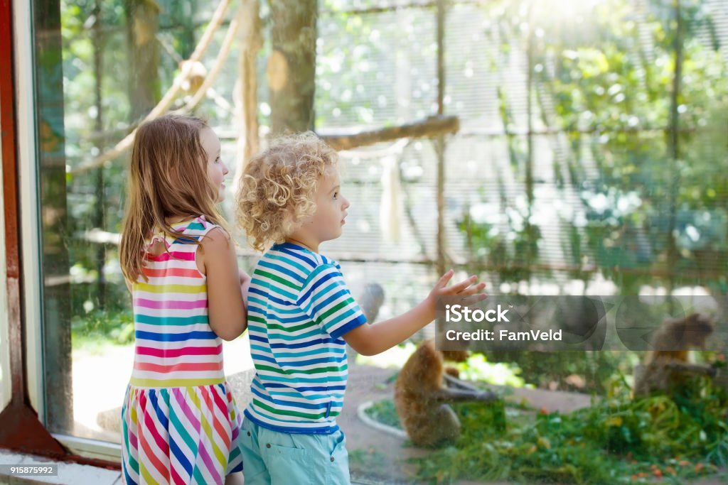 Boy and girl with monkey at zoo. Kids and animals. Little boy and girl watch funny macaque monkeys on day trip to a zoo. Kids watching wild animals at wildlife safari park. Children feed monkey. Kid with pet animal. Child looking at macaques. Zoo Stock Photo