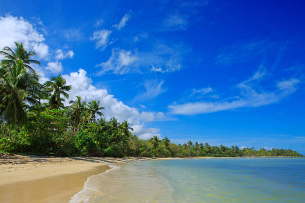 istock Palms on a beach in the Caribbean 915878662