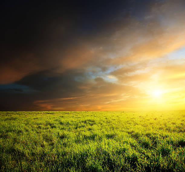 istock field of grass and sunset 91588121