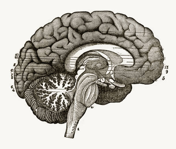 istock Section Through the Center of the Brain Engraved Illustration, 1880 915881950