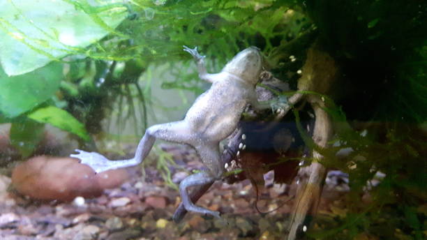 grenouille naine africaine - african dwarf frog photos et images de collection