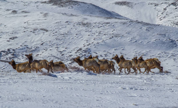 herd of elk running through snow - canada moose winter snow imagens e fotografias de stock