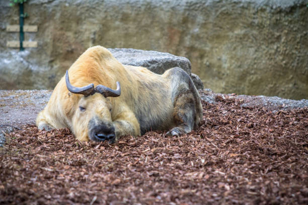 istock Golden takin 915889502
