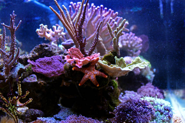 istock Fromia starfish in aquarium 915889636