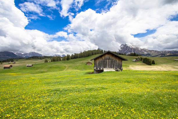 istock Blooming dandelions field in Alps 915892982