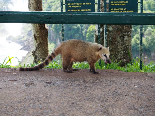 istock Coati and Iguazu Falls 915893180