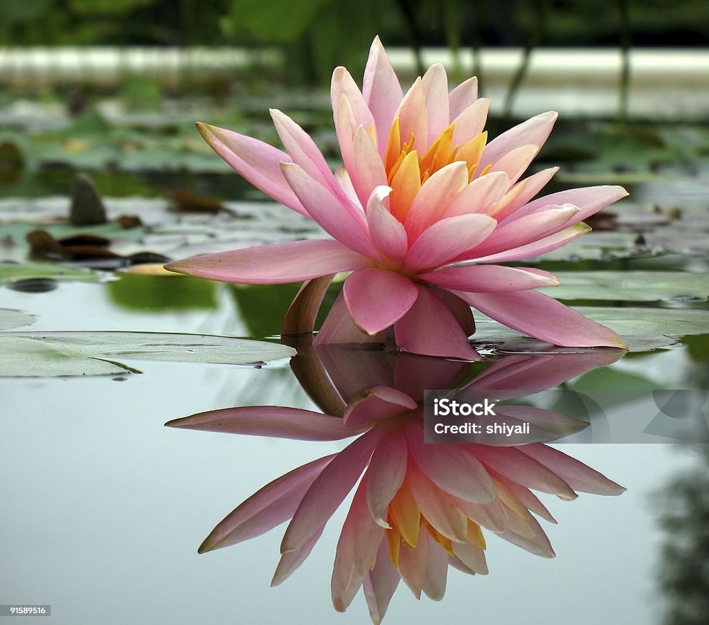 Beautiful Water Lily in a Pond  Aquatic Organism Stock Photo