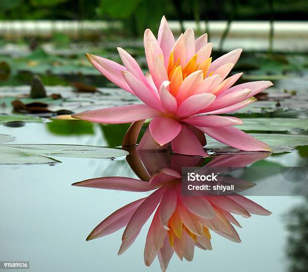 Beautiful Water Lily In A Pond Stock Photo - Download Image Now - Aquatic Organism, Beauty In Nature, Color Image