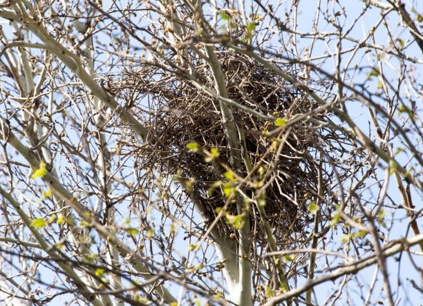 istock nest on the tree in nature 915896288