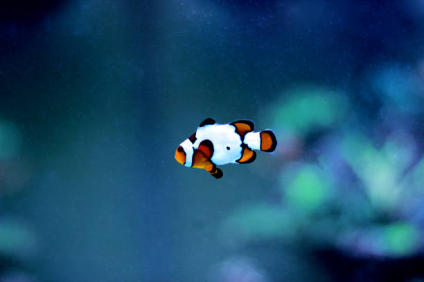 istock mr, Popular saltwater aquarium fish - The Clownfish 915896872
