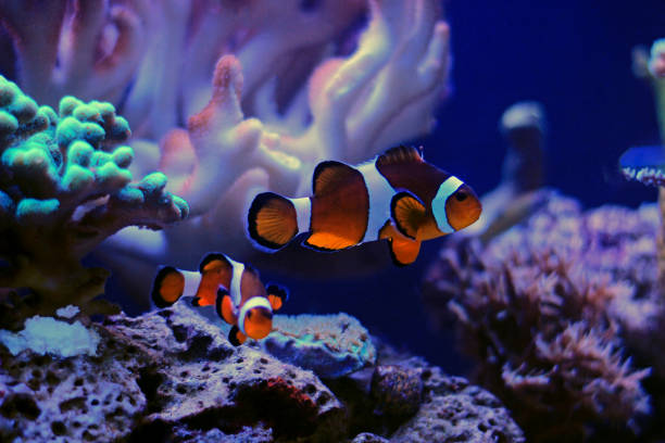 istock mr, Popular saltwater aquarium fish - The Clownfish 915896892