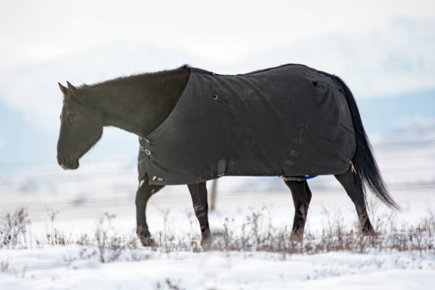 istock Winter prairie horse with mountain background in Alberta 915899994