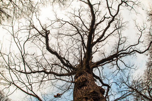istock Art, abstract and artistic fisheye view. Forest and tree branch 915900632