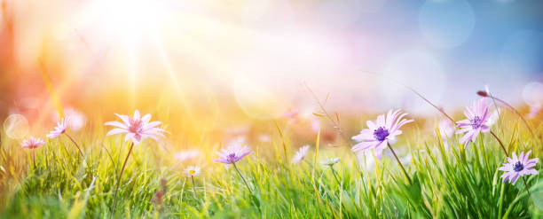 marguerites sur champ - paysage abstrait printemps - sunlight summer grass landscaped photos et images de collection