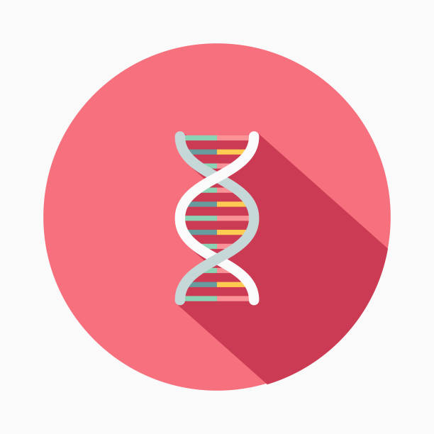 Genetics Flat Design Baby Icon A flat design styled baby icon with a long side shadow. Color swatches are global so it’s easy to edit and change the colors. dna illustrations stock illustrations