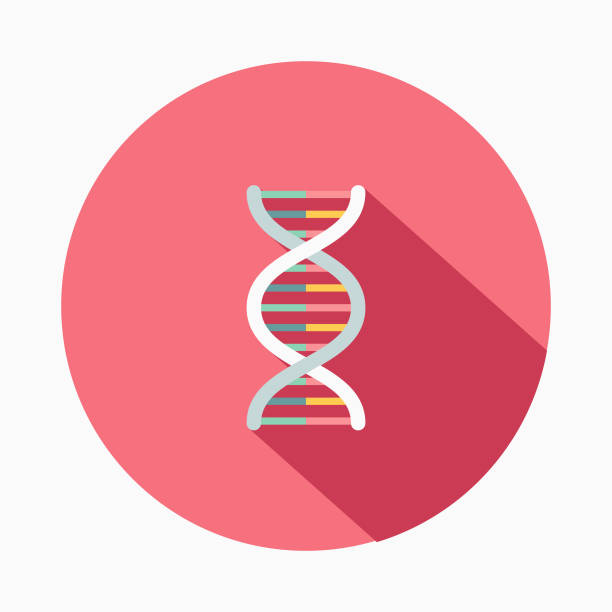 Genetics Flat Design Baby Icon A flat design styled baby icon with a long side shadow. Color swatches are global so it’s easy to edit and change the colors. genetics icon stock illustrations