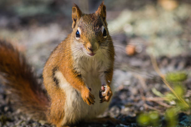 istock Feisty American Red Squirrel standing up with hands at side 915906838