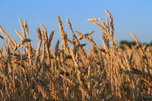 Close-up of wheat field towards sunset in the Midwest.