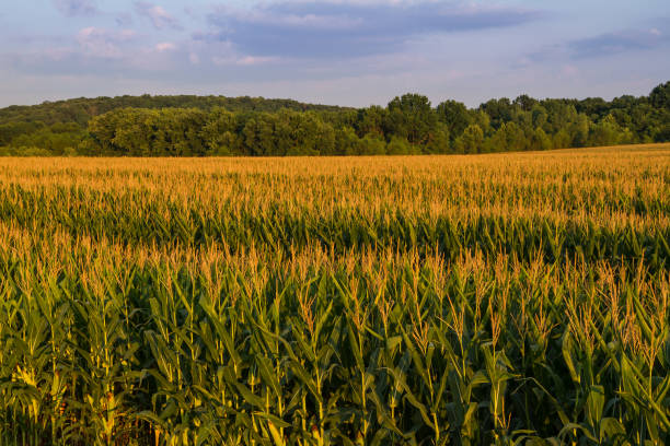 istock Field of Corn in Midwest 915907454