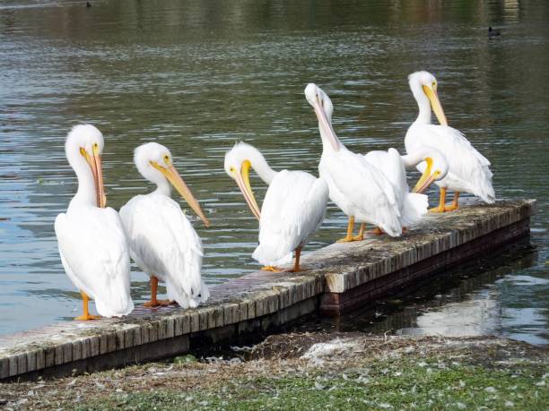 istock American White Pelican (Pelecanus erythrorhynchos) 915907898