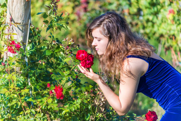 ブルー ベルベットでエレガントな若い女性庭の赤いバラを臭いがする感動の花側プロファイルの肖像画顔アップでドレスアップします。 - napa napa valley california flower ストックフォトと画像