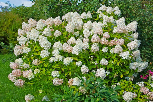 istock Large shrub of white hydrangea, beginning to turn pink in August. 915908004