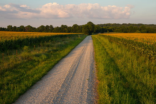 Country gravel road between two fields of corn at sunset in the Midwest.